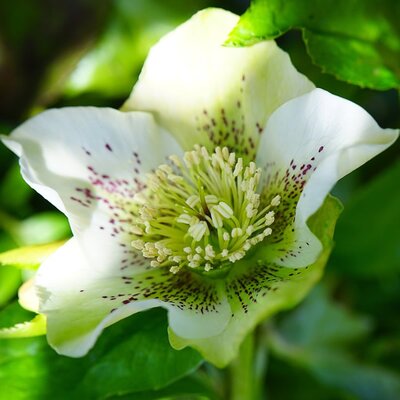 Helleborus ViV 'Maeva' - Image by Hans from Pixabay  