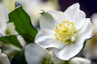 Helleborus ViV 'Viktor' - Image courtesy of ViV Helleborus