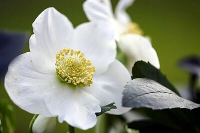 Helleborus ViV 'Willem' - Image courtesy of ViV Helleborus