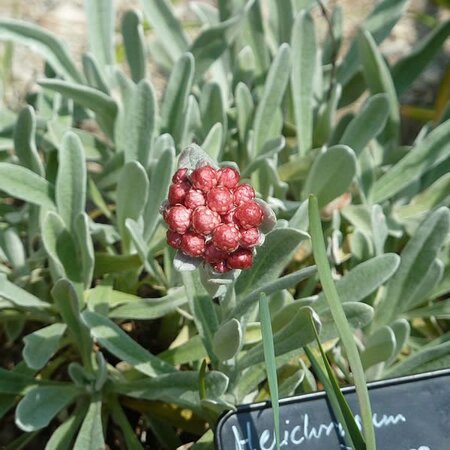 Helychrysum 'Ruby Cluster' - Photo by peganum (CC BY-SA 2.0)