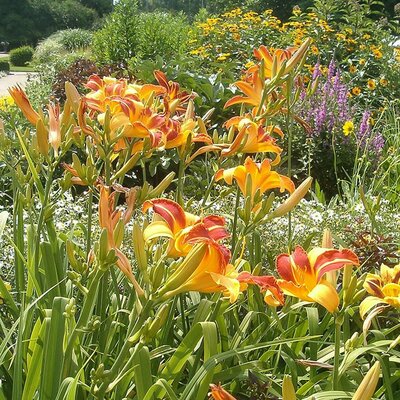 Hemerocallis 'Frans Hal' - Photo by User:BotBln (CC BY-SA 3.0)