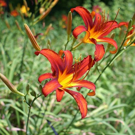 Hemerocallis 'Sammy Russell' - Photo by 663highland (GFDL)