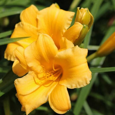 Hemerocallis 'Stella d'Or' - Image by Sonja Kalee from Pixabay 