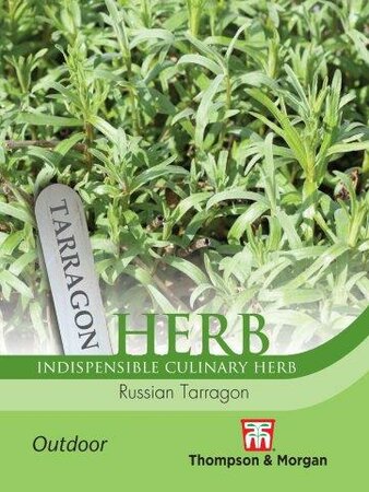 Herb Russian Tarragon - image 1