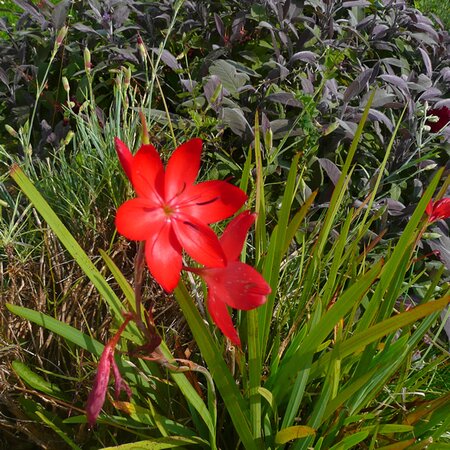 Hesperantha coccinea red - Photo by RY (Ardcarne Garden Centre)