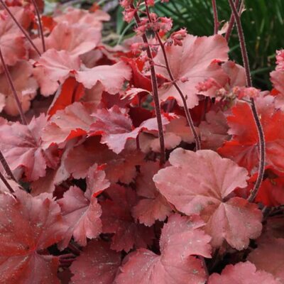 Heuchera 'Cherry Berry' - Public Domain Image under fair use