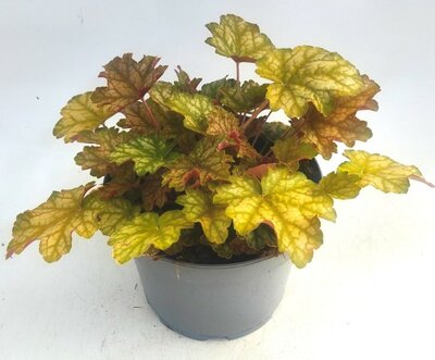Heuchera 'Ginger Ale' -