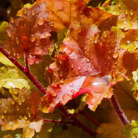 Heuchera 'Marmalade' - Image courtesy of pxfuel