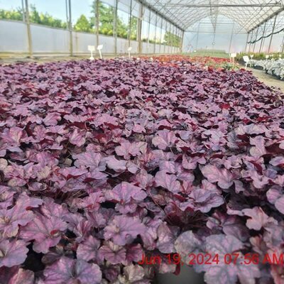 Heuchera 'Mulberry' - Image courtesy of Tully Nursery