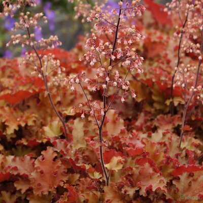 Heuchera 'Orangeberry' - Image courtesy of plantagogo