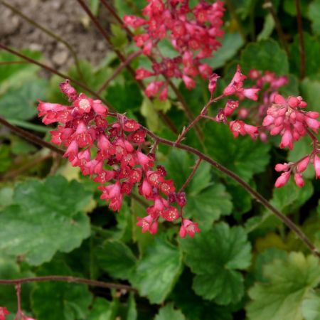 Heuchera "Paris" - Image by Hans Braxmeier from Pixabay