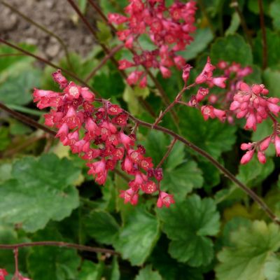 Heuchera "Paris" - Image by Hans Braxmeier from Pixabay