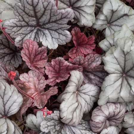 Heuchera 'Silver Gumdrop' - Photo by F. D. Richards (CC BY-SA 2.0)