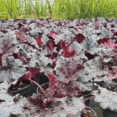 Heuchera 'Timeless Night' - Image courtesy of Tully Nursery