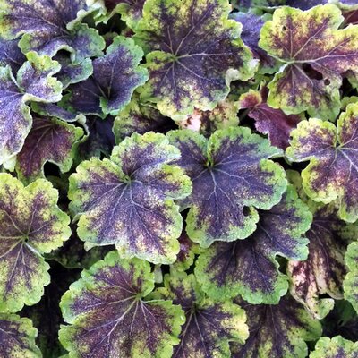 Heucherella 'Solar Eclipse' - Extract of public image here under fair use