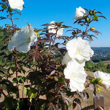 Hibiscus 'Carousel Ghost' - Public Domain Image