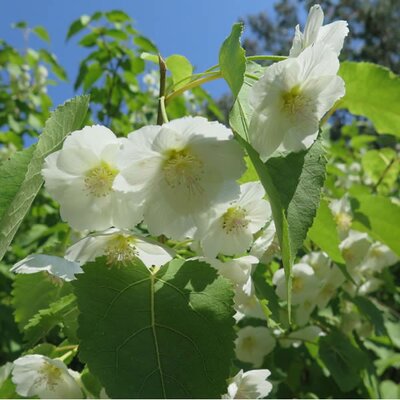 Hoheria glabrata - Photo by Julian Sutten, courtesy of the International Dendrology Society here under fair use.