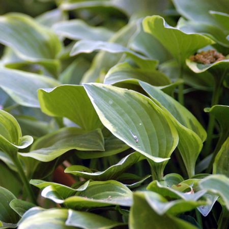 Hosta 'First Frost' - Image by Richard Sidwell from Pixabay 