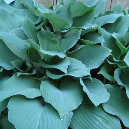 Hosta "Hadspen Blue" - Image by Katie McMurray from Pixabay 