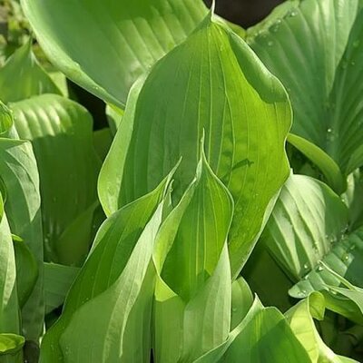 Hosta 'Sum And Substance' -  Photo by David J. Stang (CC BY-SA 4.0)