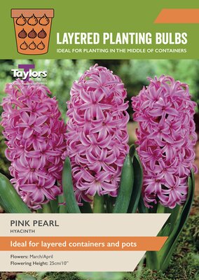 Hyacinth 'Pink Pearl' (6 bulbs)