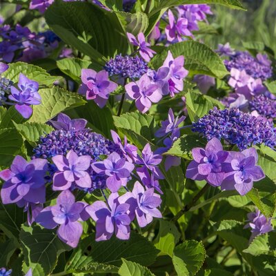 Hydrangea 'Anthony Bullivant' - Image by arielphoto from Pixabay