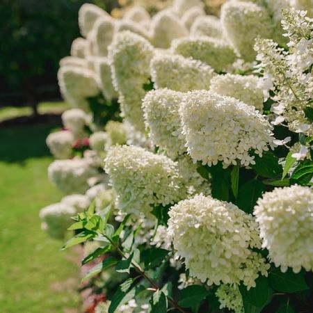 Hydrangea 'Bobo' (3L pot) - Ardcarne Garden Centre | Roscommon & Boyle