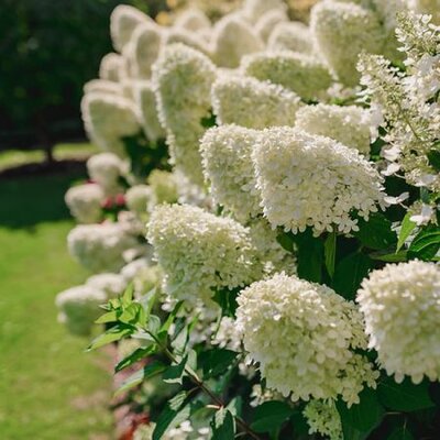 Hydrangea 'Bobo ®'