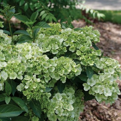 Hydrangea 'Fairytrail Green' - Public Domain Image