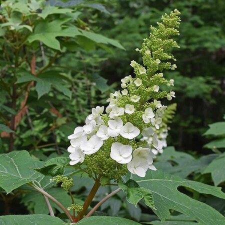 Hydrangea 'Harmony' - Image by Jan Haerer from Pixabay  