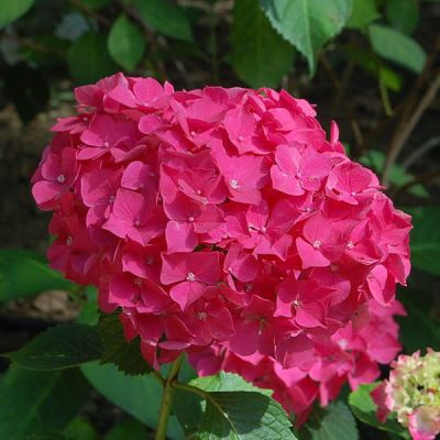 Hydrangea "Red Baron" - Photo by Hectonichus (CC BY-SA 3.0)
