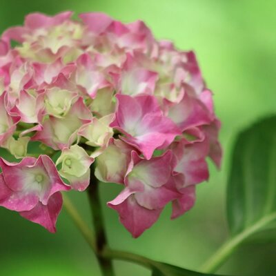 Hydrangea 'King George' - Image by Annette Meyer from Pixabay 