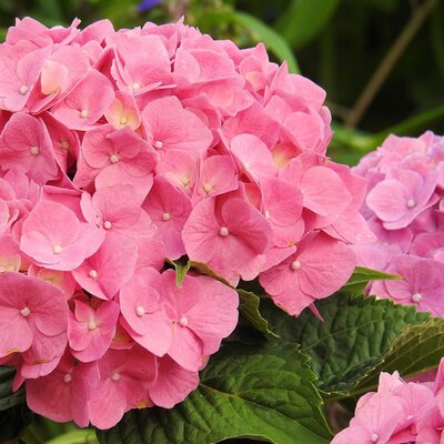 Hydrangea 'Early Rose' - Image courtesy of pxhere (CC0)