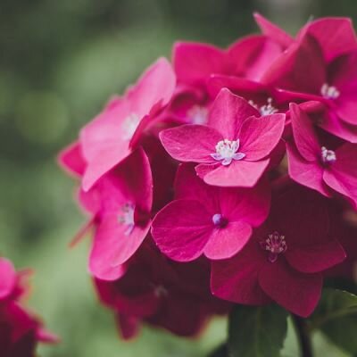 Hydrangea 'Merveille Sanguine' - Image by KAVOWO from Pixabay