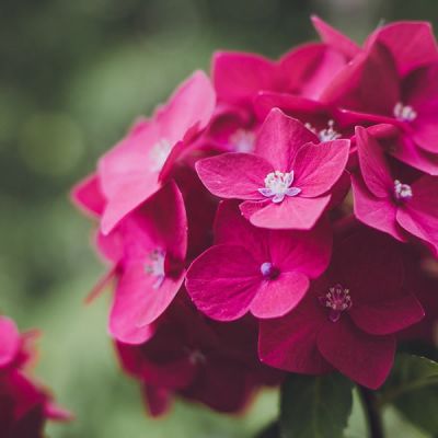 Hydrangea 'Merveille Sanguine' (3L pot)