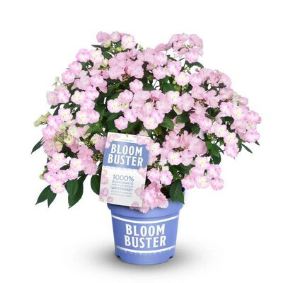 Hydrangea 'Bloombuster' - Image courtesy of Garten des Jahres here under fair use.