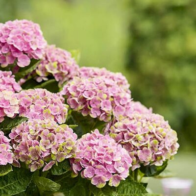 Hydrangea 'Magical Coral' - Image courtesy of Magicalhydrangea.com