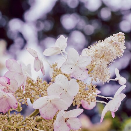 Hydrangea 'Confetti' - Image by suju photo from Pixabay