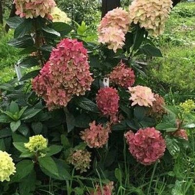 Hydrangea 'Graffiti' - Public domain image here under fair use