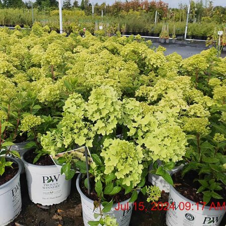 Hydrangea 'Little Lime Jane' - Image courtesy of Tully Nurseries