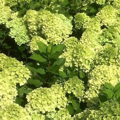 Hydrangea 'Mojito' - Extract of public image here under fair use