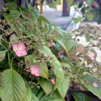 Hydrangea 'Crug Coral' - Public Domain Image under Fair Use