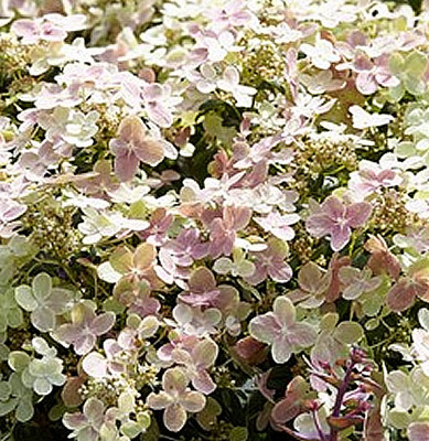 Hydrangea 'Polestar' (3L pot)