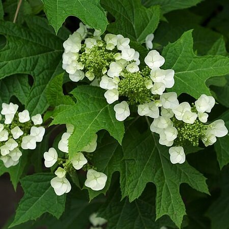 Hydrangea Quercifolia - Photo by Eric in SF (CC BY-SA 3.0)