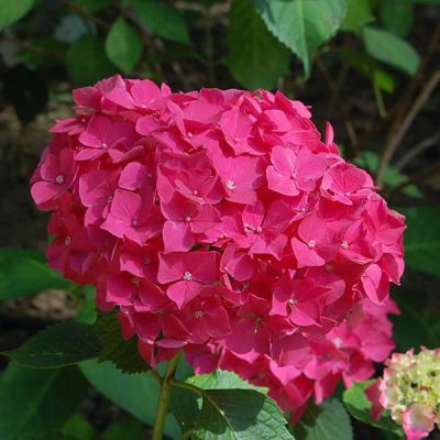 Hydrangea Red Baron - Photo by Hectonichus (CC BY-SA 3.0)