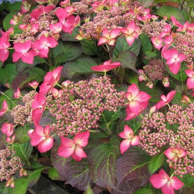 Hydrangea Selina - Photo by Leonora (Ellie) Enking (CC BY-SA 2.0)