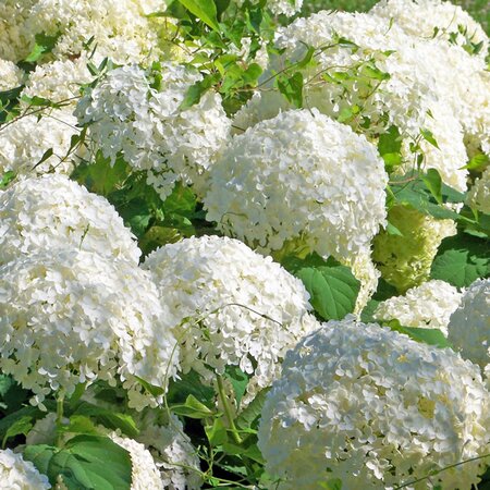 Hydrangea 'Strong Annabelle' - Image courtesy of pxhere (CC0)