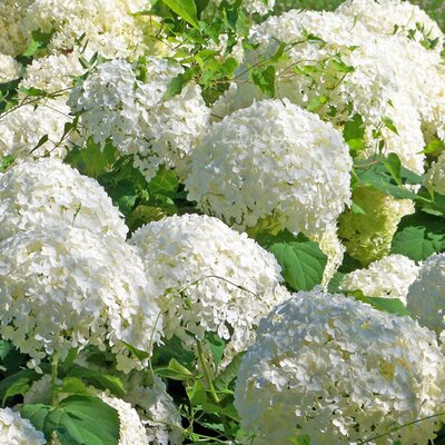 Hydrangea 'Strong Annabelle' - Image courtesy of pxhere (CC0)