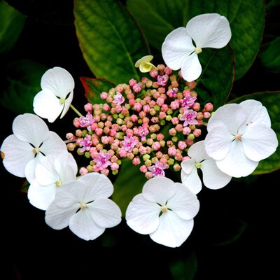 Hydrangea mac. 'Teller Avior White' - Image by K. Chin from Pixabay