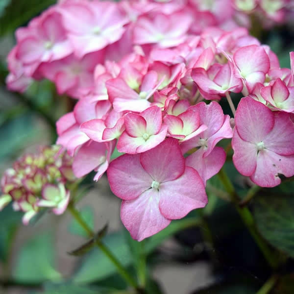 Hydrangea 'Tiffany Pink' (7.5L pot) - Ardcarne Garden Centre ...